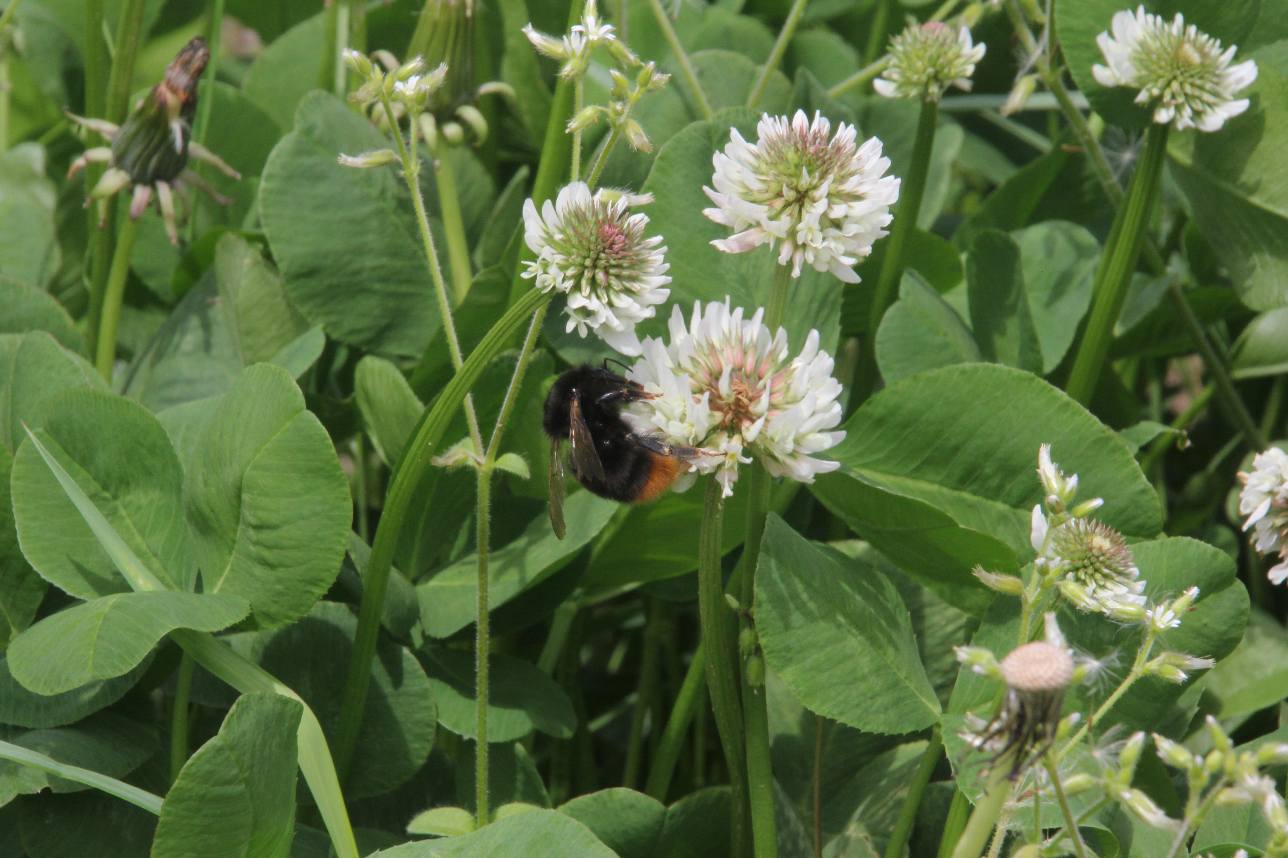 クマ蜂